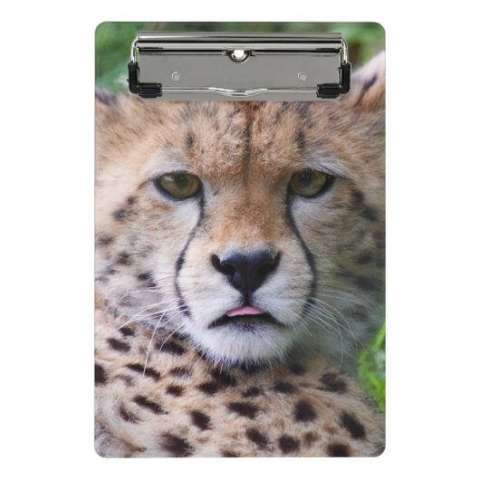 Albern Cheetah Cub Mini Klemmbrett (Vorderseite)