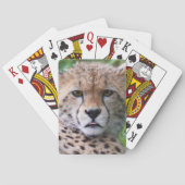 Albern Cheetah Cub Spielkarten (Rückseite)