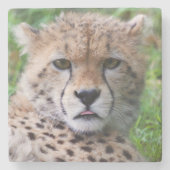 Albern Cheetah Cub Steinuntersetzer (Vorderseite)