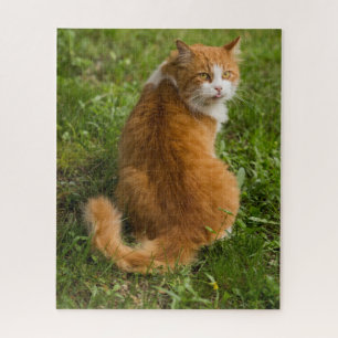 Albern Fluffy Orange Langerhaarige Tablette Puzzle