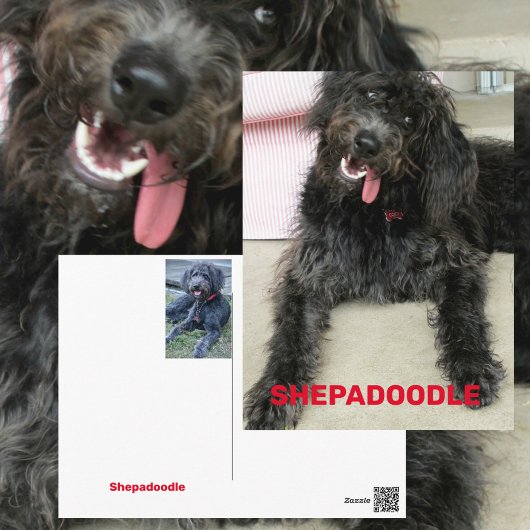 Albern Happy Shepadoodle Hunde Rasse Postkarte