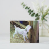 Albern Little Kid Postkarte (Stehend Vorderseite)