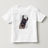 Albern Llama