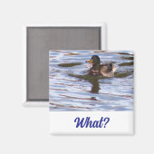 Albern Mallard Duck Magnet (Vorderseite/Rückseite)