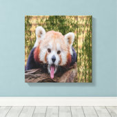 Albern Red Panda Leinwanddruck (Insitu (Holzboden))