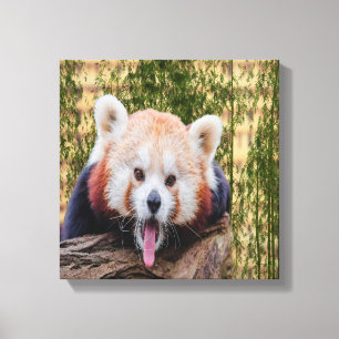 Albern Red Panda Leinwanddruck