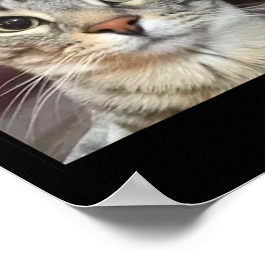 Albern Staring Cat Meme Poster (Ecke)