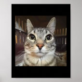 Albern Staring Cat Meme Poster (Vorne)