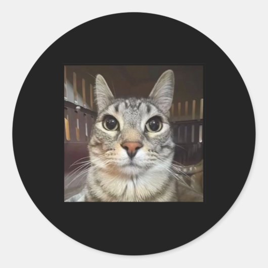 Albern Staring Cat Meme Runder Aufkleber (Vorderseite)