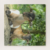 Alberne Babyziegen Puzzle (Horizontal)