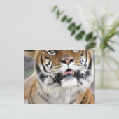 Alberne Bengalische Tiger Postkarte (Stehend Vorderseite)