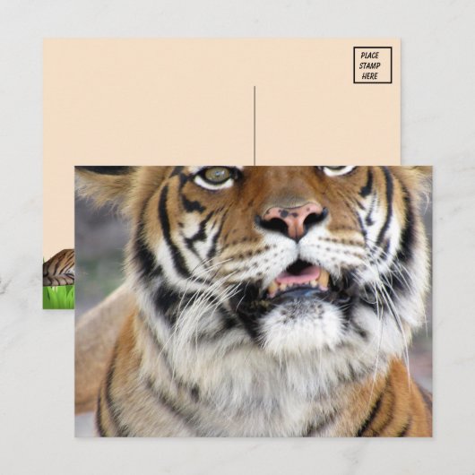 Alberne Bengalische Tiger Postkarte (Vorne/Hinten)