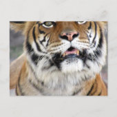 Alberne Bengalische Tiger Postkarte (Vorderseite)