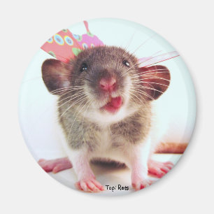 Alberne Flutterby Ratte Magnet