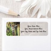 Alberne Giraffe-Adressenmarken (Insitu)