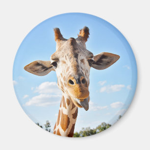 Alberne Giraffe Magnet