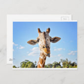 Alberne Giraffe Postkarte (Vorne/Hinten)