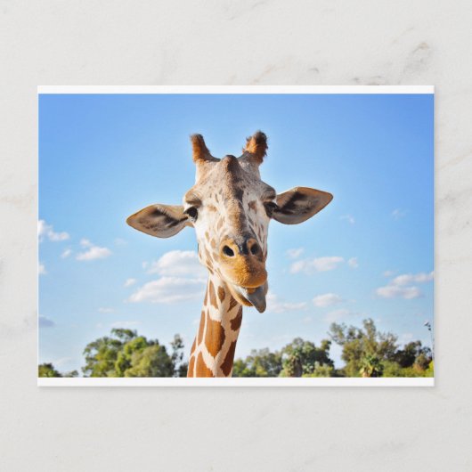 Alberne Giraffe Postkarte (Vorderseite)