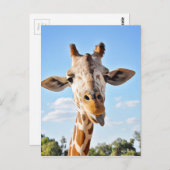 Alberne Giraffe Postkarte (Vorne/Hinten)