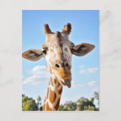 Alberne Giraffe Postkarte (Vorderseite)