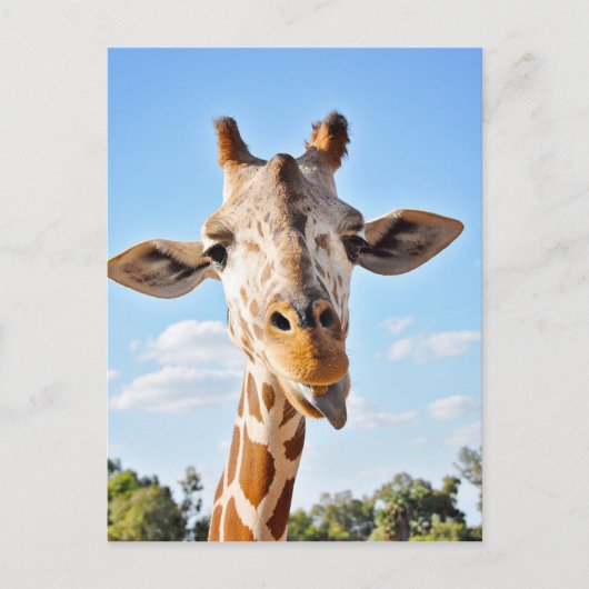Alberne Giraffe Postkarte (Vorderseite)