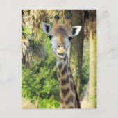 Alberne Giraffe Postkarte (Vorderseite)