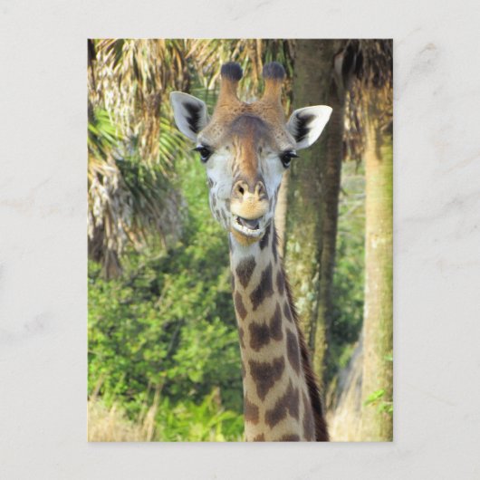 Alberne Giraffe Postkarte (Vorderseite)