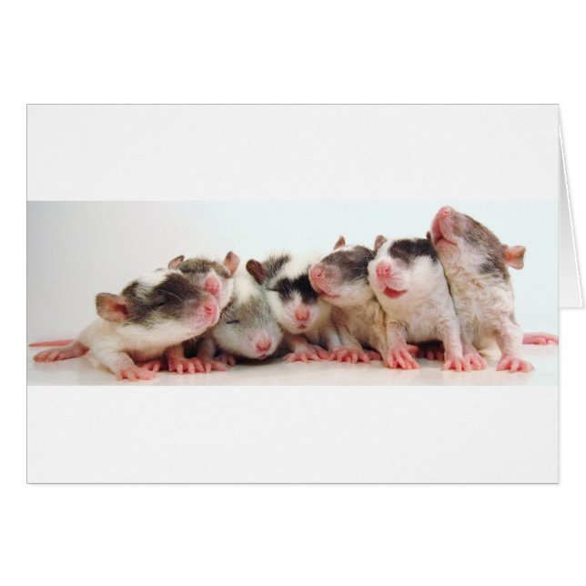 Alberne Jungen-Babys (Vorderseite (Horizontal))