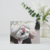 Alberne Katze Postkarte (Stehend Vorderseite)