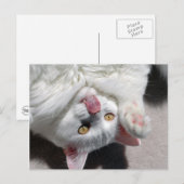 Alberne Katze Postkarte (Vorne/Hinten)