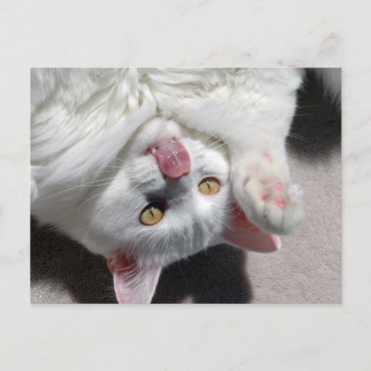 Alberne Katze Postkarte (Vorderseite)