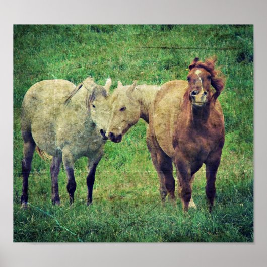 Alberne Pferde Poster (Vorne)
