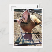 Alberne Postkarte (Vorne/Hinten)