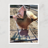 Alberne Postkarte (Vorderseite)