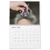 Alberne Raccoons - Kalender 2014 (Feb 2026)