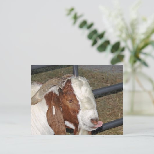 Alberne Ziege Postkarte (Stehend Vorderseite)