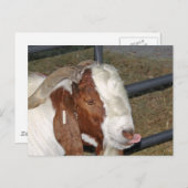 Alberne Ziege Postkarte (Vorne/Hinten)