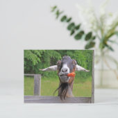 Alberne Ziege- und Karottenpostkarte Postkarte (Stehend Vorderseite)