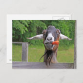 Alberne Ziege- und Karottenpostkarte Postkarte (Vorne/Hinten)