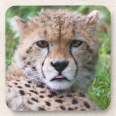 Alberner Cheetah Cub Square Getränkeuntersetzer (Vorderseite)