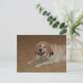 Alberner Gelbe Labrador Postkarte (Stehend Vorderseite)