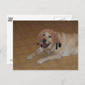 Alberner Gelbe Labrador Postkarte (Vorne/Hinten)