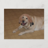 Alberner Gelbe Labrador Postkarte (Vorderseite)