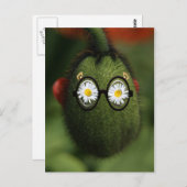 alberner Mohn Postkarte (Vorne/Hinten)