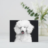 Alberner weißer Pudel Postkarte (Stehend Vorderseite)