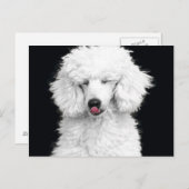 Alberner weißer Pudel Postkarte (Vorne/Hinten)