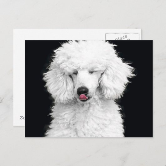 Alberner weißer Pudel Postkarte (Vorne/Hinten)