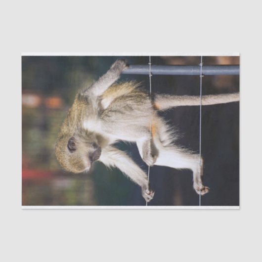 Albernes Affengewebe Seidenpapier (Vorderseite)