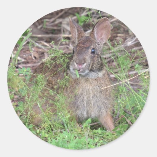 Albernes Bunny Rabbit Eating Lunch Stickers (Vorderseite)
