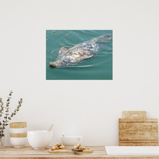 Albernes Cape Cod-Siegel auf der Rückseite schwebe Poster (Küche)